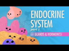 Endocrine System – Glands and Hormones (Part 1) Instructional Video
