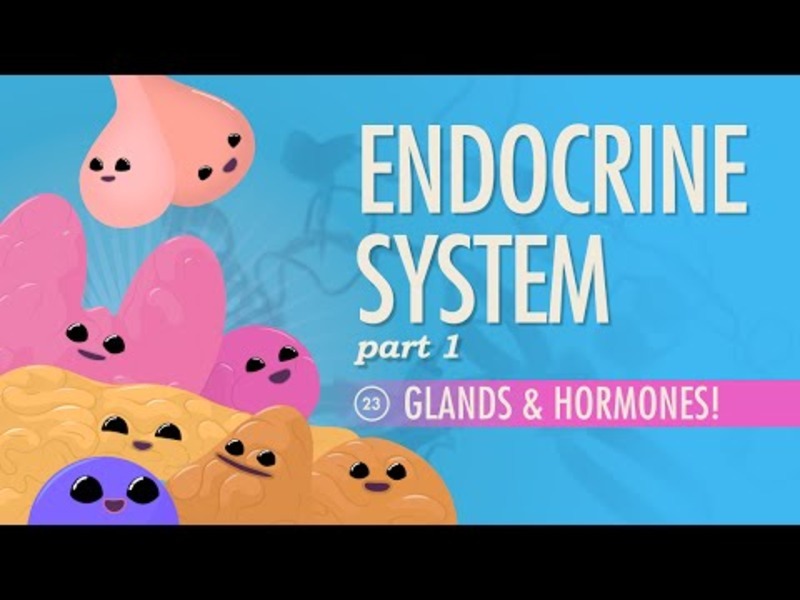 Endocrine System – Glands and Hormones (Part 1) Instructional Video