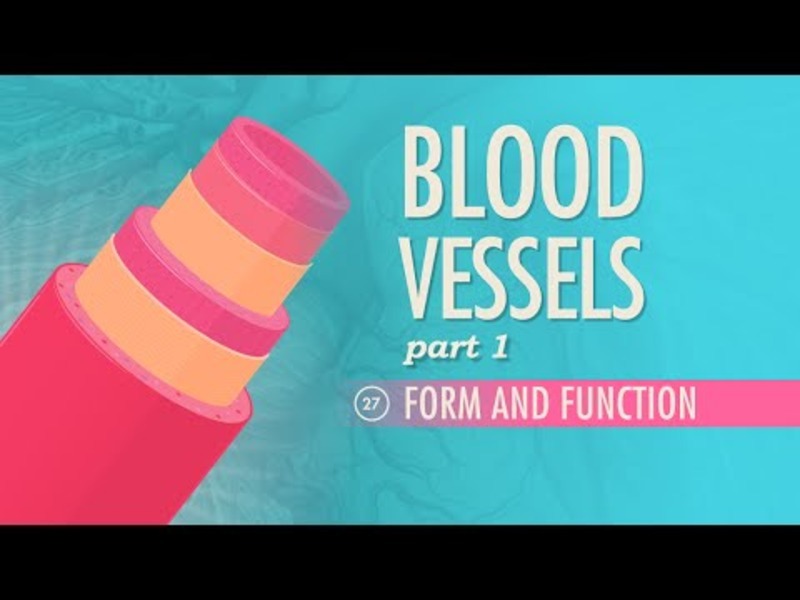 Blood Vessels – Form and Function (Part 1) Instructional Video