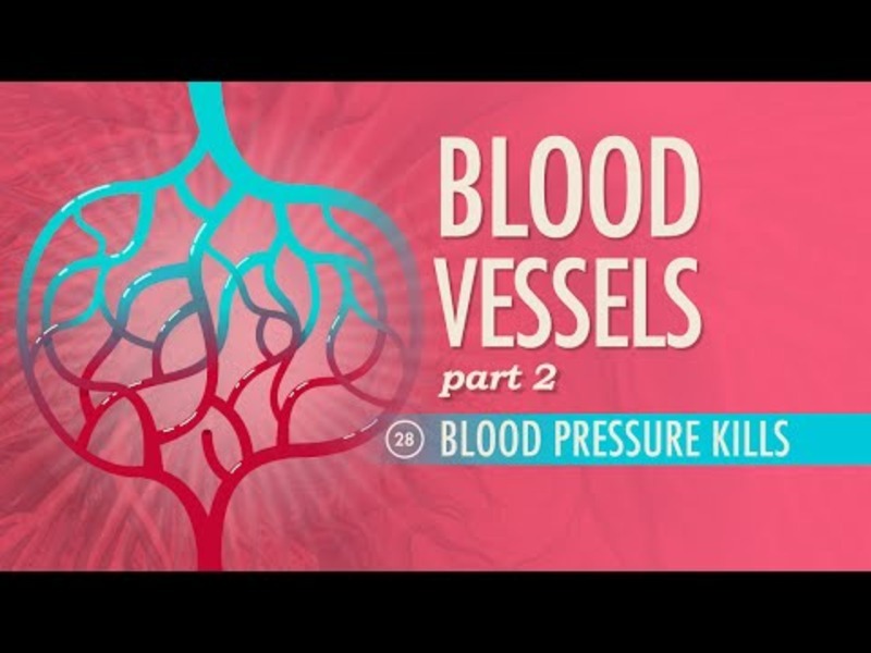 Blood Vessels (Part 2) Instructional Video