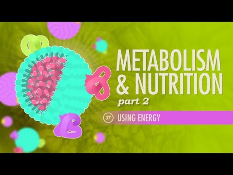 Metabolism and Nutrition (Part 2) Instructional Video