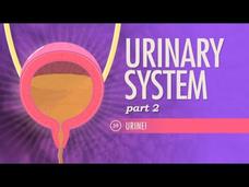 Urinary System (Part 2) Instructional Video
