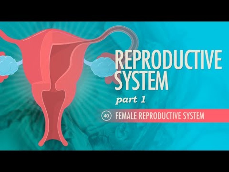 Reproductive System – Female Reproductive System (Part 1) Instructional Video