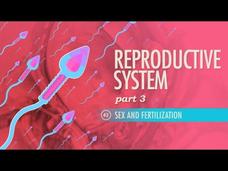 Reproductive System – Sex and Fertilization (Part 3) Instructional Video