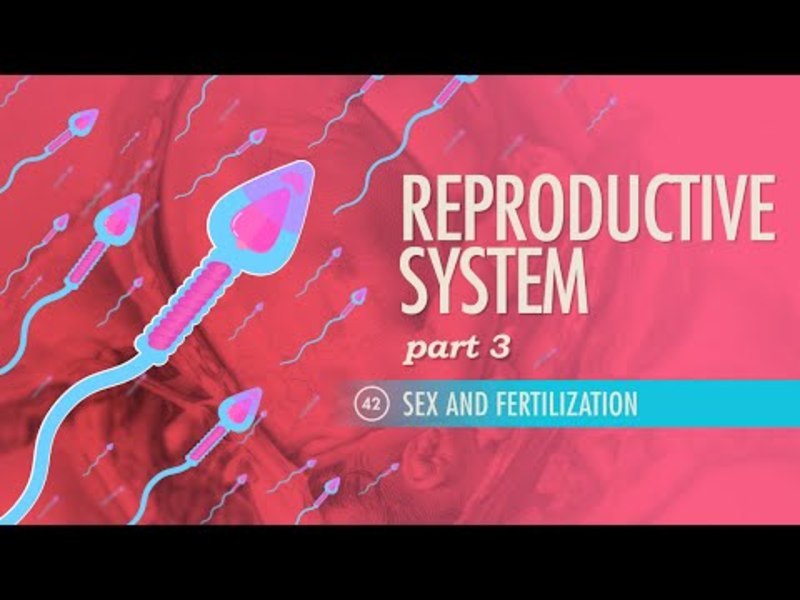 Reproductive System – Sex and Fertilization (Part 3) Instructional Video