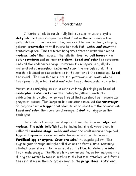 Cnidarians Worksheet