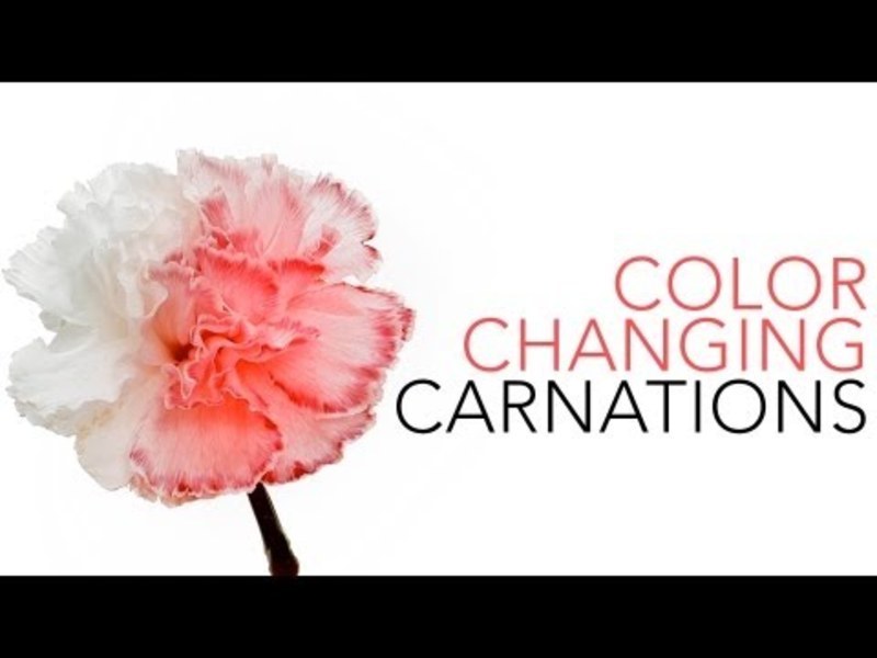 Color Changing Carnations - Sick Science! #020 Instructional Video