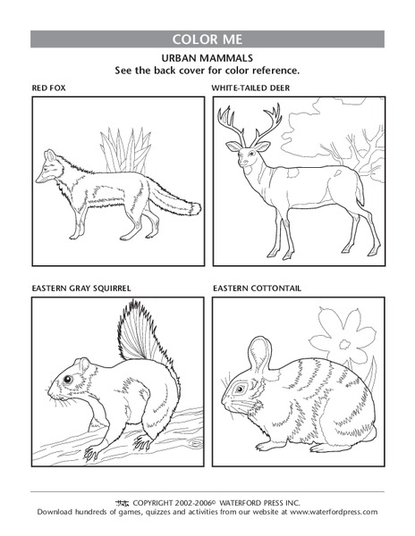 Color Me Lesson Plan