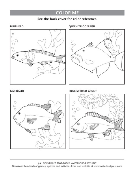 Color Me Lesson Plan