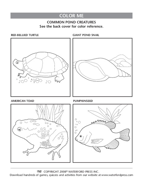 Color Me Lesson Plan