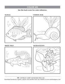 Color Me Lesson Plan