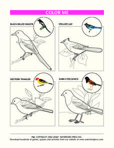 Color Me Lesson Plan