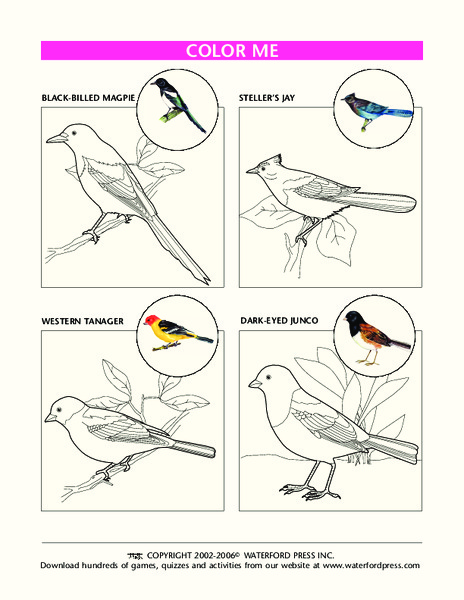 Color Me Lesson Plan
