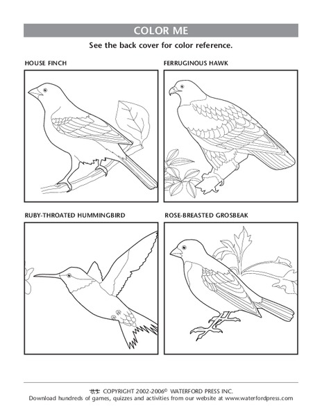 Color Me Lesson Plan