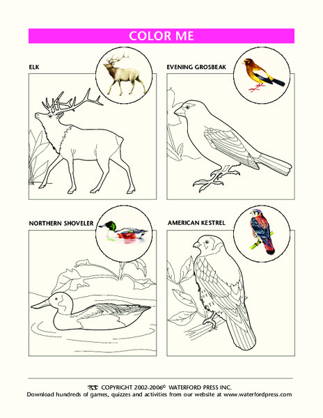 Color Me Lesson Plan