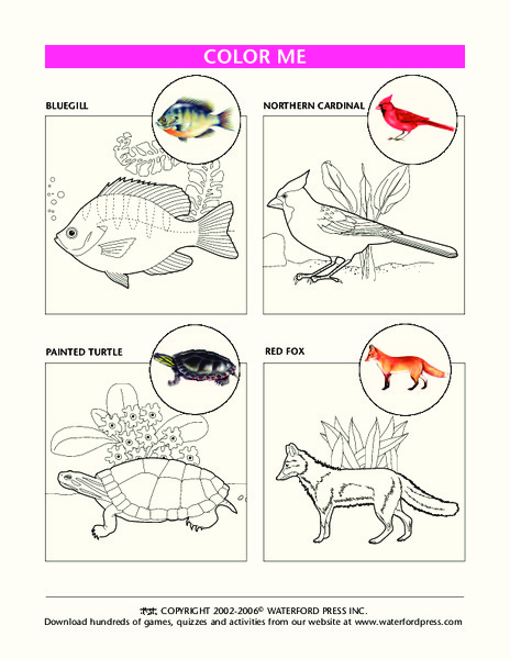 Color Me Lesson Plan