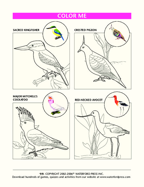 Color Me Lesson Plan
