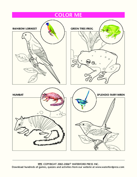 Color Me Lesson Plan