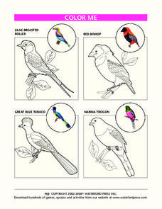 Color Me Lesson Plan