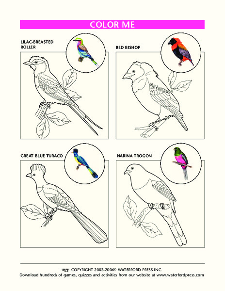 Color Me Lesson Plan
