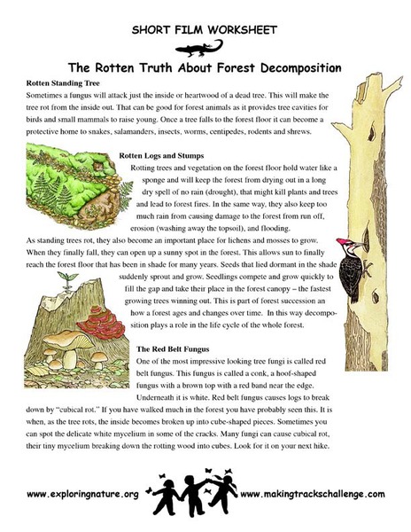 The Rotten Truth About Forest Decomposition Worksheet