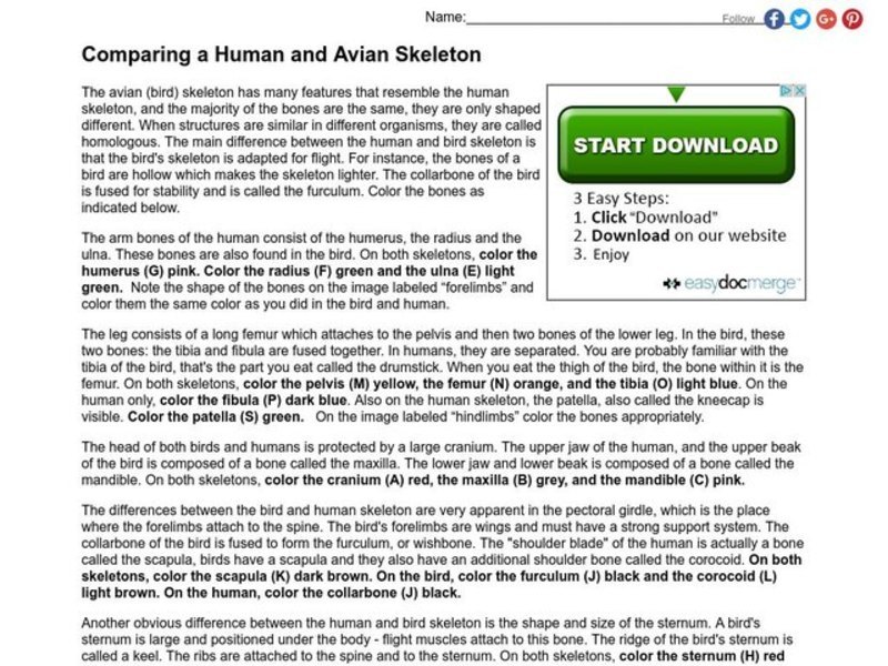 Comparing Human and Avian Skeletons Worksheet