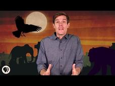 Do Animals Mourn Their Dead? Instructional Video