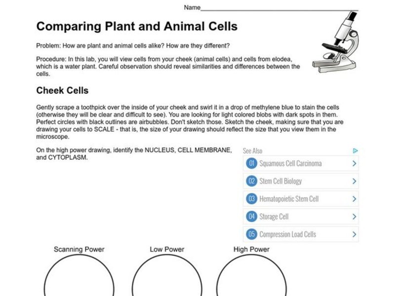 Comparing Plant and Animal Cells Organizer