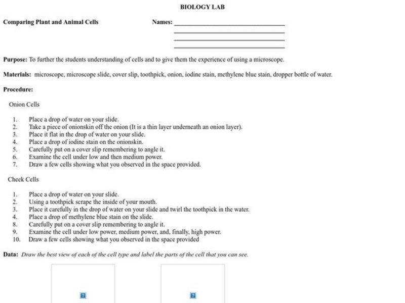 Comparing Plant and Animal Cells Worksheet
