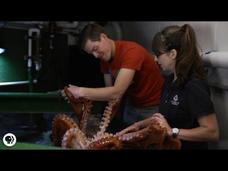 My Date With A Giant Pacific Octopus! Instructional Video