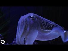 Cuttlefish: Tentacles In Disguise Instructional Video