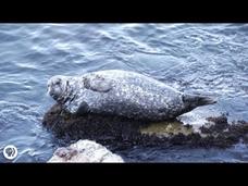 The Ruin and Rise of Monterey Bay Instructional Video