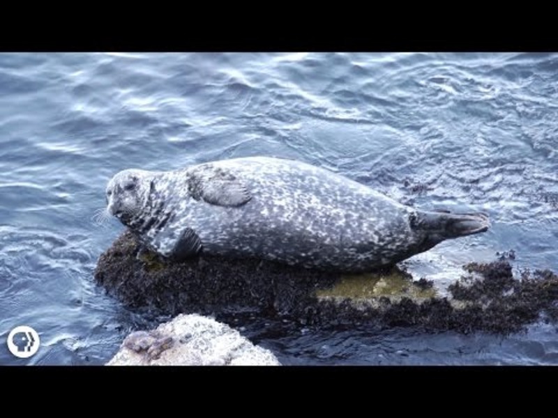 The Ruin and Rise of Monterey Bay Instructional Video