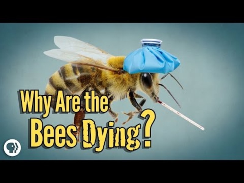 Why Are The Bees Dying? Instructional Video