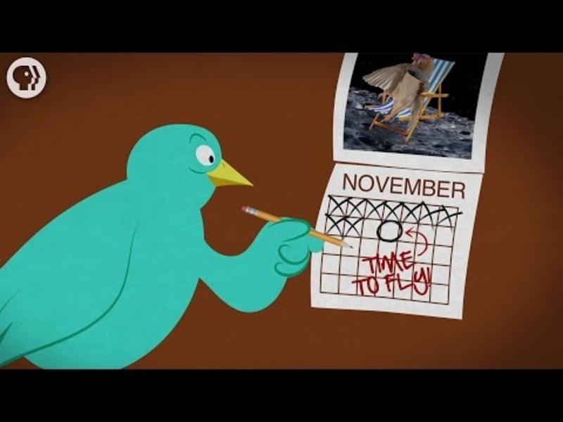 Where Do Birds Go In Winter? Instructional Video