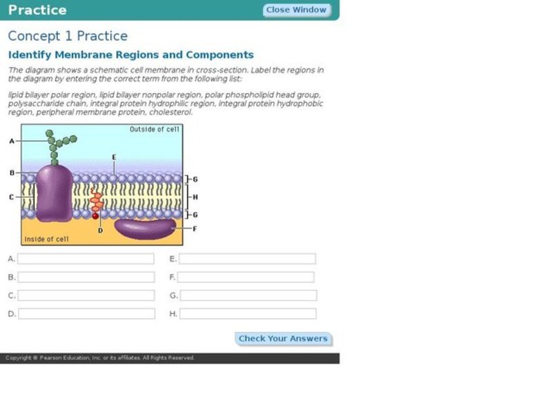 Membrane Regions and Components Interactive
