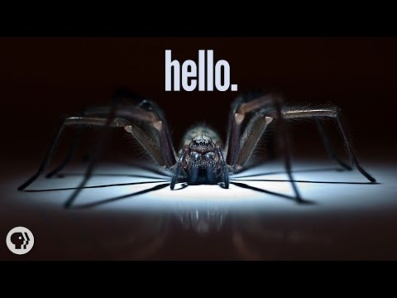Why I'm Scared of Spiders Instructional Video