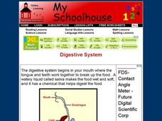 Digestive System (Online Interactive) Interactive