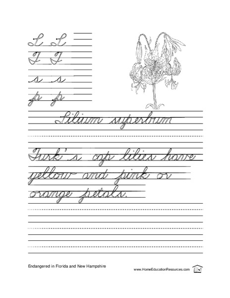 Cursive Practice-- Sentence Writing Lesson Plan