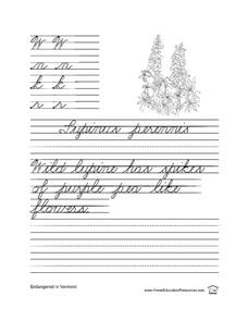 Cursive Practice-- Sentence Writing Lesson Plan