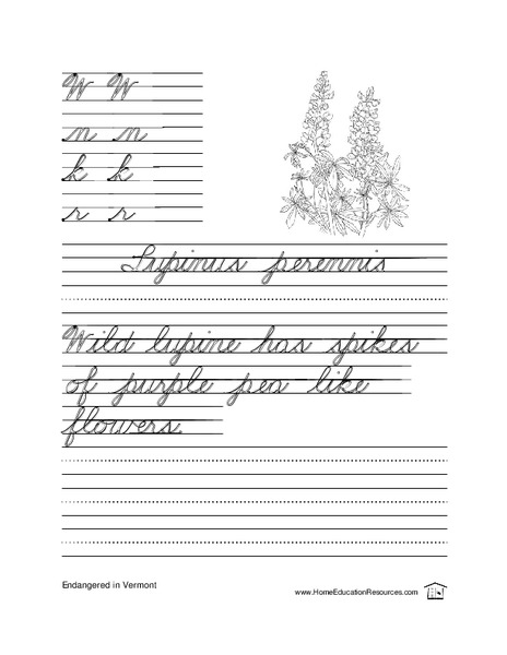 Cursive Practice-- Sentence Writing Lesson Plan