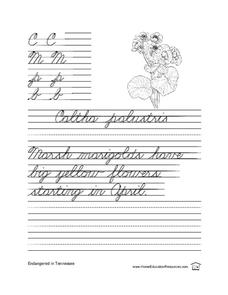 Cursive Practice-- Sentence Writing Lesson Plan