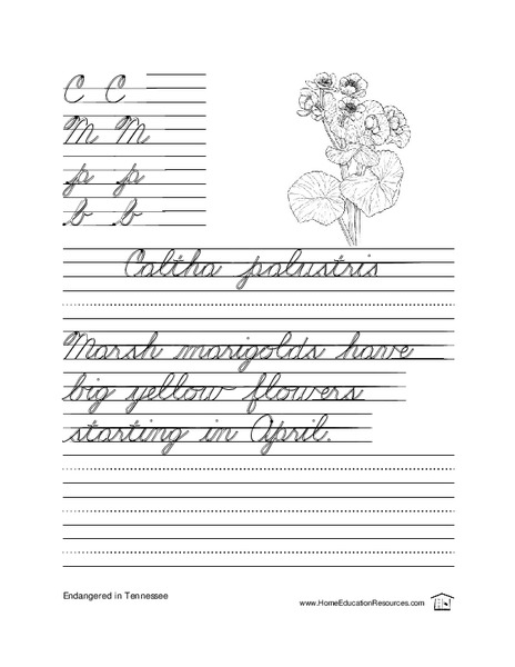 Cursive Practice-- Sentence Writing Lesson Plan