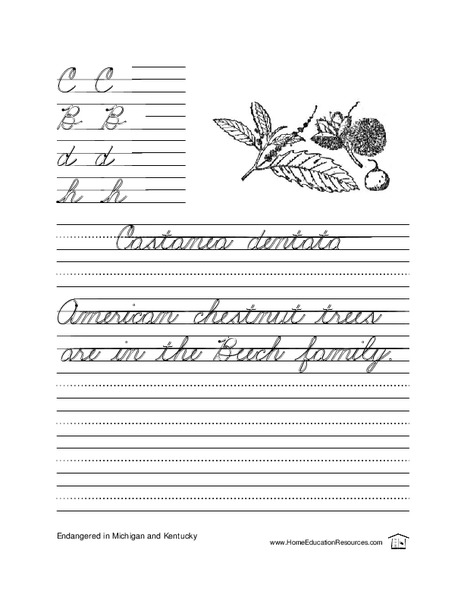 Cursive Writing Practice Lesson Plan