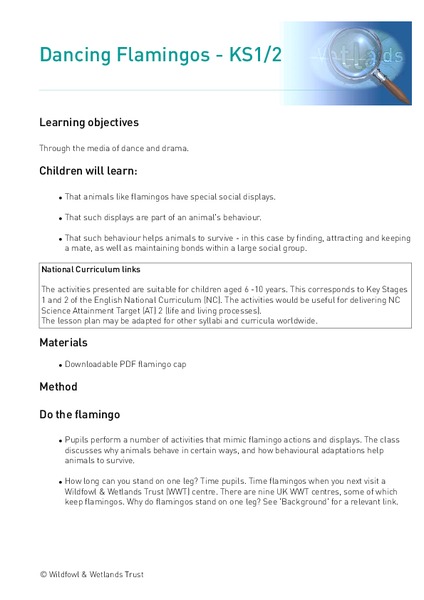 Dancing Flamingos Lesson Plan