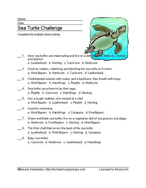 Sea Turtle Challenge Worksheet