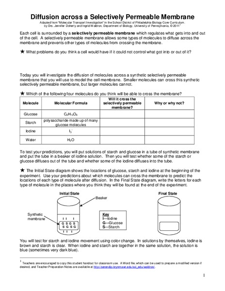 Diffusion across a Selectively Permeable Membrane Worksheet