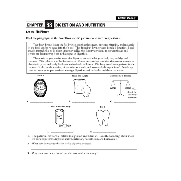 Digestion and Nutrition Worksheet