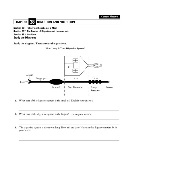 Digestion and Nutrition Worksheet