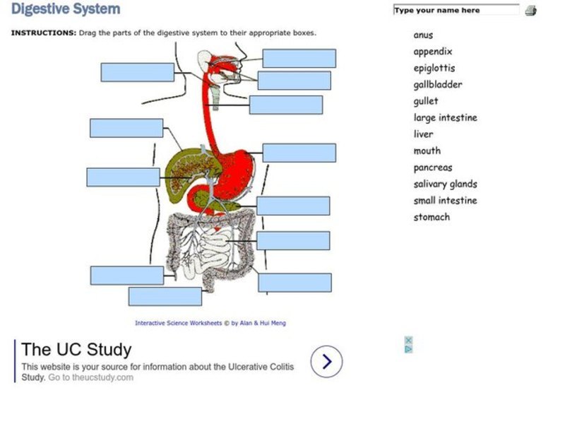 Digestive System Interactive